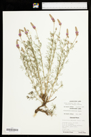 Dalea purpurea var. arenicola image