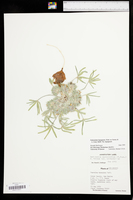Pediomelum hypogaeum var. hypogaeum image