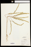 Ambrosia bidentata image