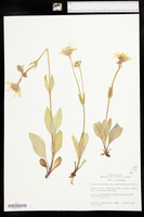 Arnica parryi subsp. sonnei image