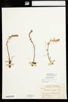 Artemisia campestris subsp. canadensis image