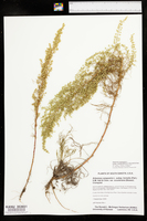Artemisia campestris subsp. caudata image