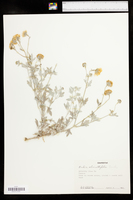 Bahia absinthifolia var. dealbata image