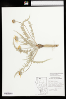 Balsamorhiza hookeri var. lagocephala image