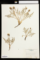Crepis occidentalis subsp. conjuncta image