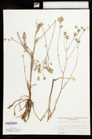 Crepis vesicaria image