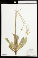 Crepis runcinata image