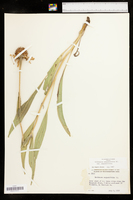 Echinacea angustifolia var. angustifolia image