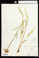 Echinacea angustifolia var. angustifolia image