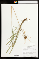 Echinacea sanguinea image