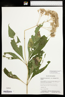Eutrochium purpureum var. holzingeri image