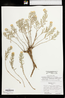 Heterotheca stenophylla var. angustifolia image
