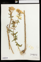 Heterotheca camporum var. glandulissimum image