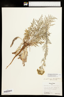 Hymenopappus scabiosaeus image