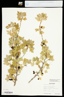 Ribes aureum var. villosum image