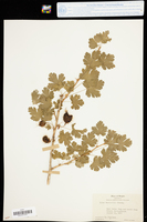 Ribes marshallii image