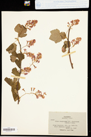 Ribes sanguineum var. glutinosum image