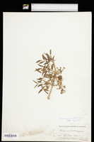 Fraxinus velutina image