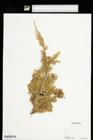 Juniperus horizontalis image