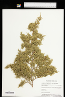 Juniperus virginiana var. virginiana image