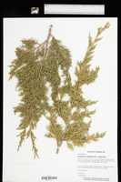 Juniperus virginiana var. virginiana image
