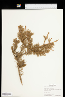 Picea pungens image