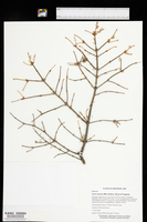 Picea mariana image