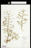 Ziziphus obtusifolia var. obtusifolia image