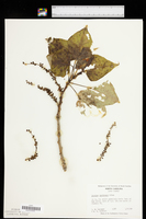 Populus balsamifera image