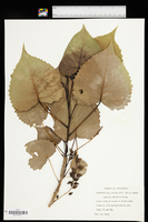 Populus deltoides subsp. deltoides image