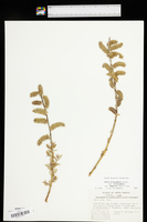 Salix lutea image