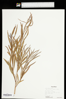 Salix exigua subsp. interior image