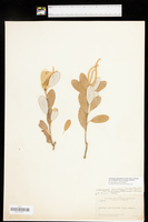 Lithocarpus densiflorus var. echinoides image