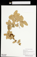 Quercus loeseneri image