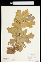 Quercus × bushii image