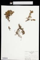 Salix nummularia image