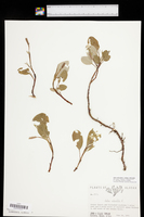 Salix reticulata subsp. reticulata image