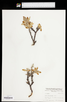 Salix lanata subsp. richardsonii image