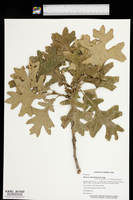 Quercus guadalupensis image