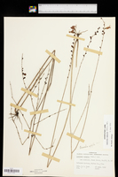 Agalinis aphylla image