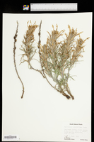 Castilleja sessiliflora image