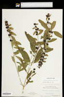Dasistoma macrophylla image