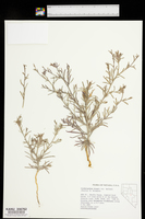 Cordylanthus kingii subsp. helleri image