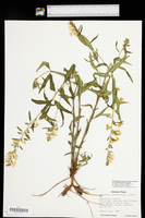 Pedicularis racemosa subsp. racemosa image
