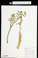Pedicularis bracteosa var. paysoniana image