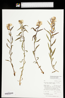 Pedicularis racemosa subsp. racemosa image