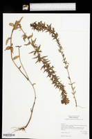Bellardia viscosa image