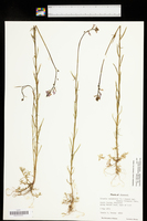 Nuttallanthus texanus image
