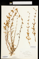 Penstemon heterophyllus subsp. australis image