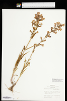Penstemon cyananthus var. subglaber image